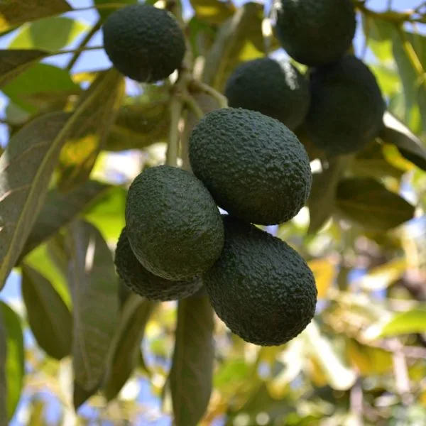 Duclos Farms - Foods & Beverages products | United States