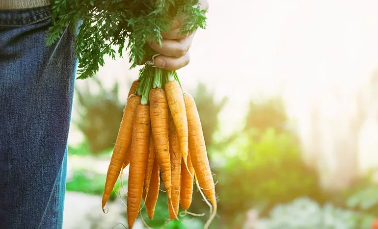 Powerroots - Agriculture products | Chile