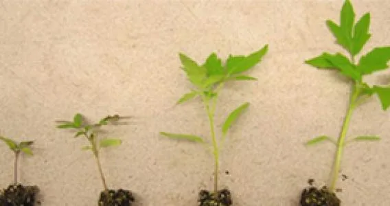 Suståne Natural Fertilizer Inc - Agriculture products | United States
