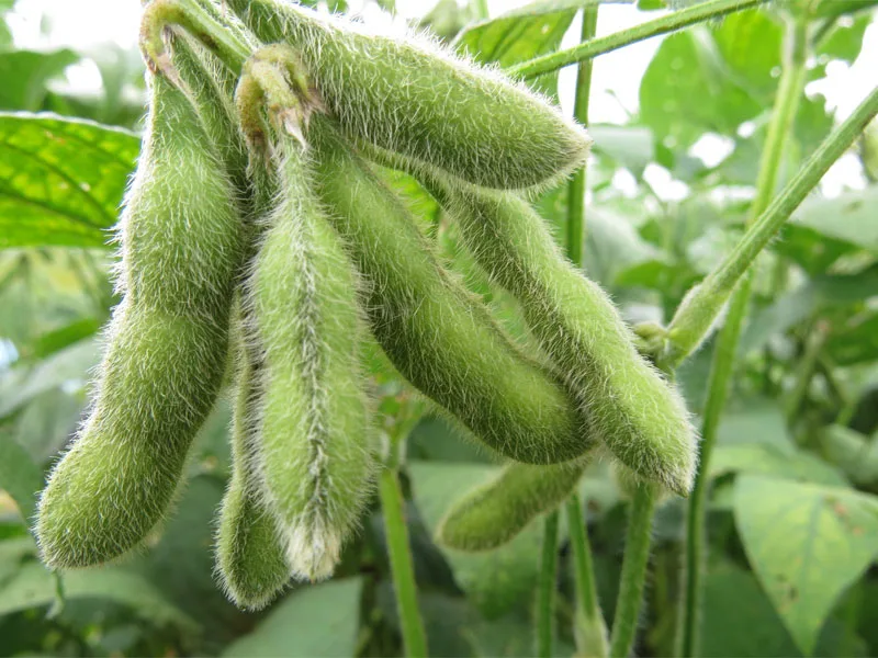 Desarrollo Agrícola y Minero, S.A. - Agriculture products | Spain