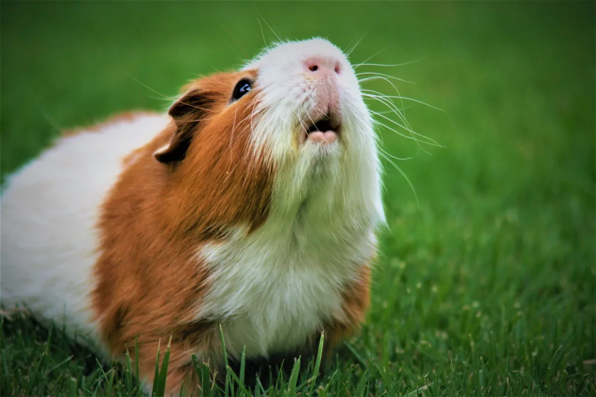 Beecroft Bird & Exotics Veterinary Clinic - Others & Miscellaneous products | Singapore
