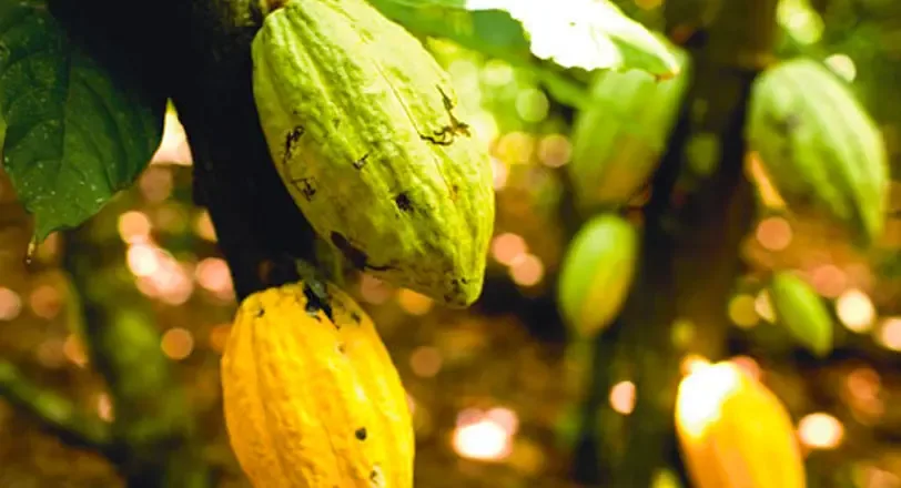 Olam Food Ingredients Ghana Ltd - Foods & Beverages products | Ghana