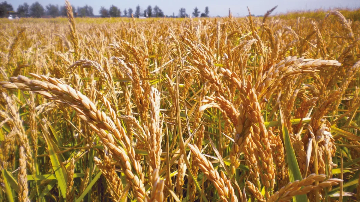 Biolchim S.p.A. - Agriculture products | Italy