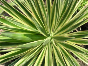 Dennis' 7 Dees Garden Center - Agriculture products | United States