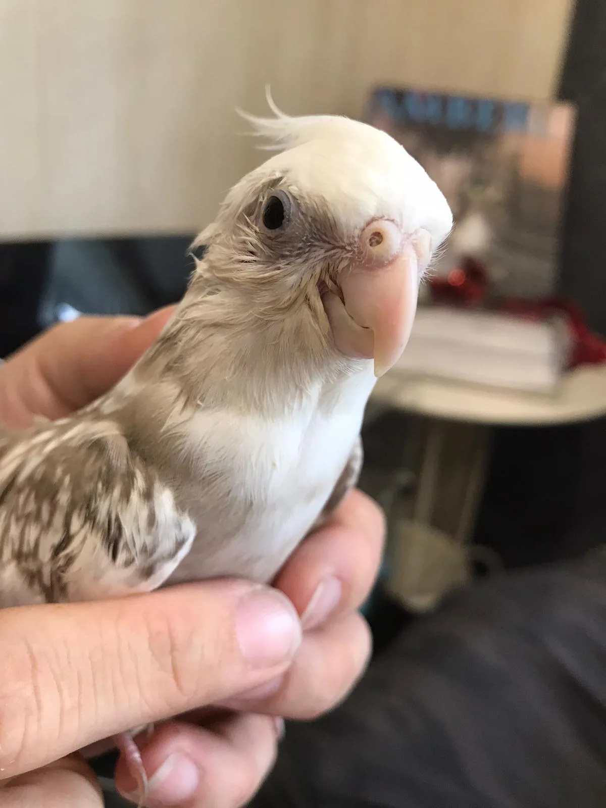 Beecroft Bird & Exotics Veterinary Clinic - Others & Miscellaneous products | Singapore