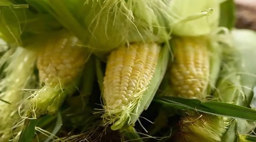 Shaanxi Kingsci Biotechnology Co., Ltd. - Foods & Beverages products | China