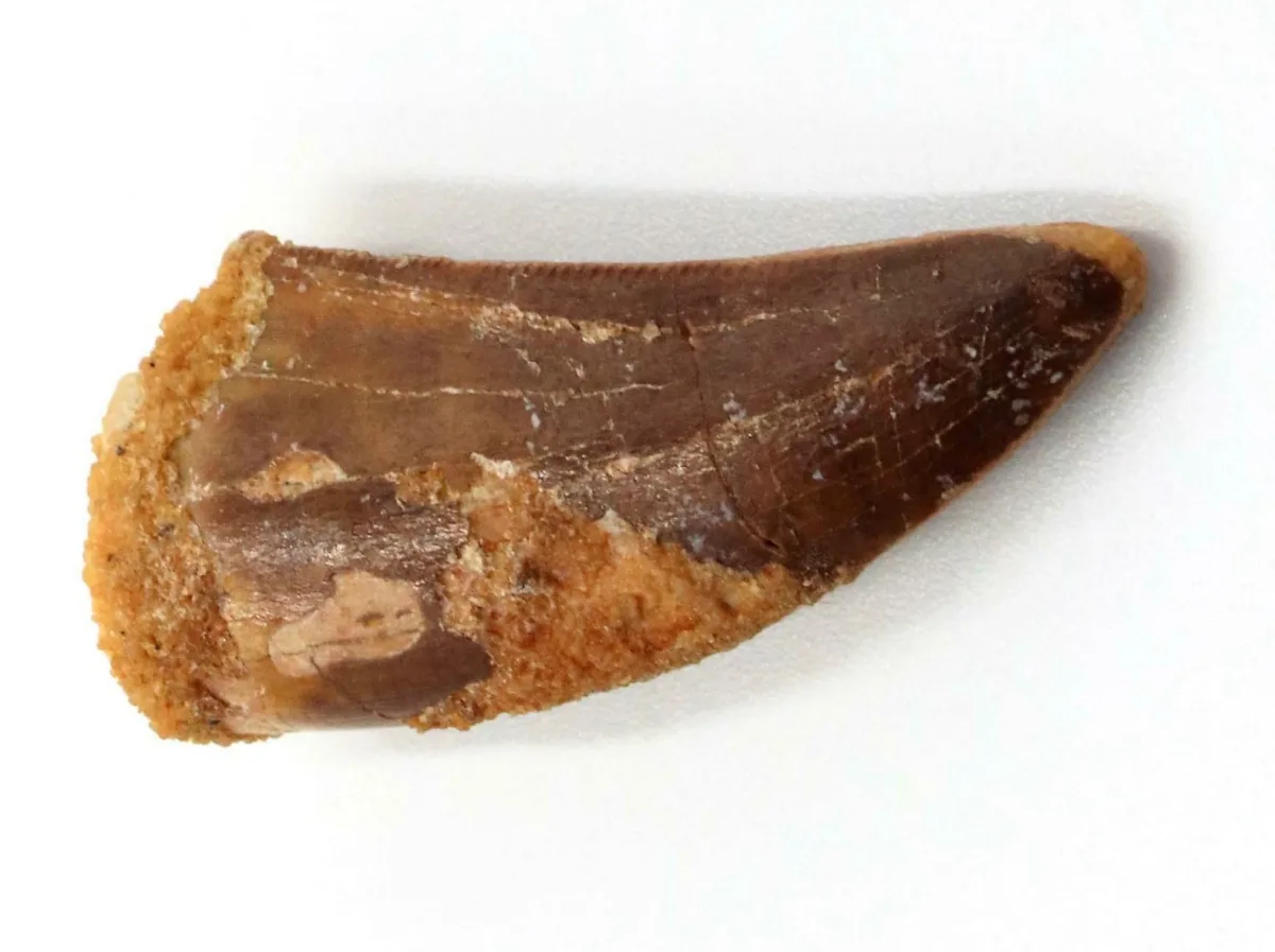 Rocksolid Fossils - Crafts, Gifts & Toys products | United States