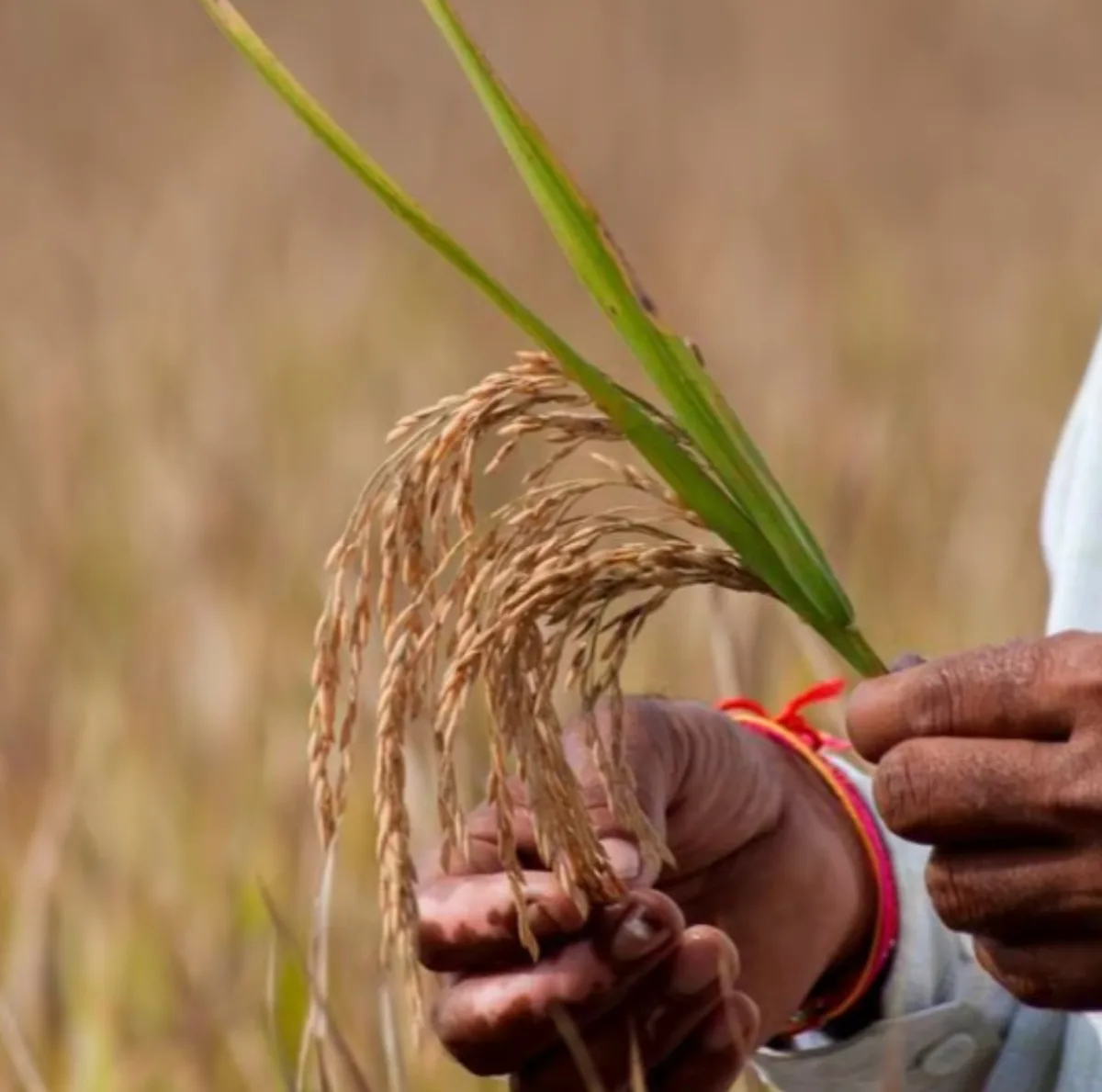 Syngenta International AG - Agriculture products | Switzerland