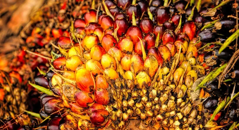 Olam Food Ingredients Ghana Ltd - Foods & Beverages products | Ghana