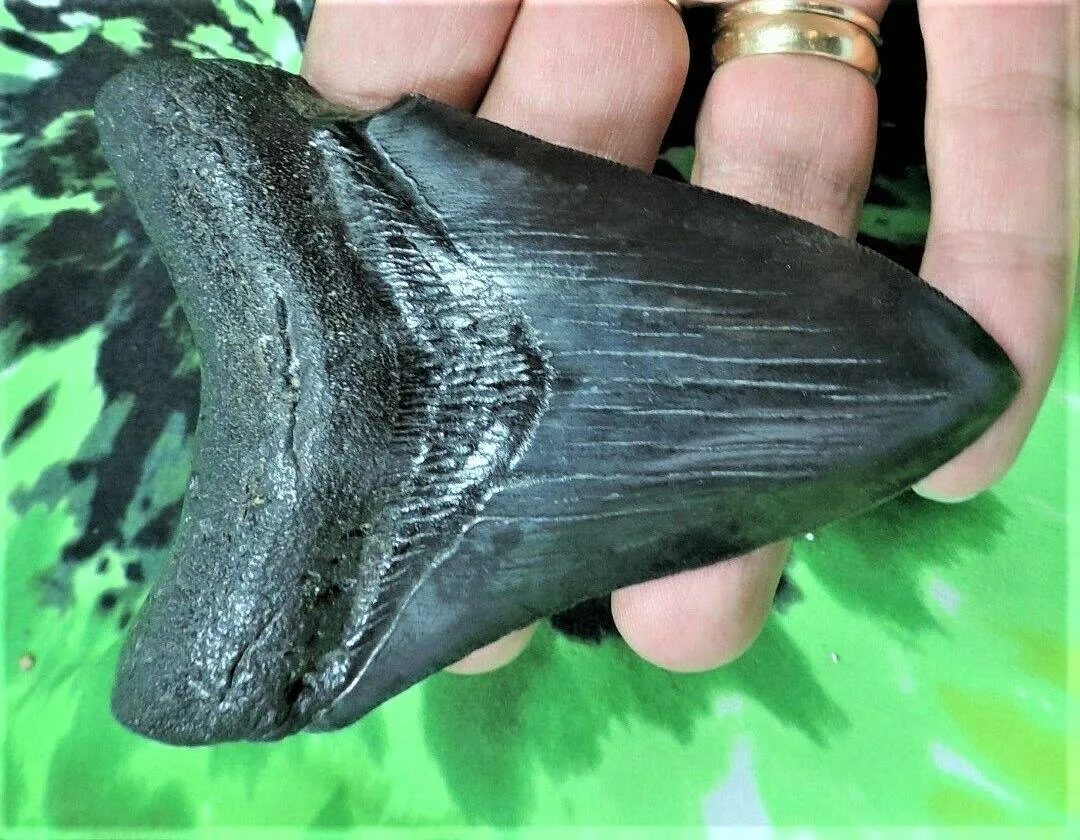 Rocksolid Fossils - Crafts, Gifts & Toys products | United States