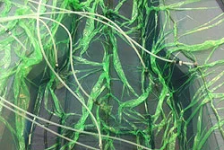 SICOMIN - Chemicals products | France