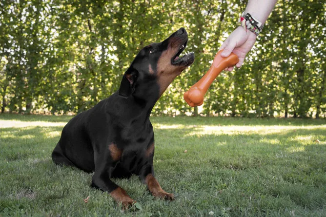 Flamingo Pet Products NV - Others & Miscellaneous products | Belgium