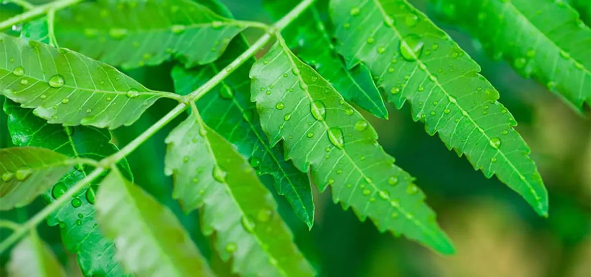 Sun Bionaturals (India) Private Limited - Agriculture products | India