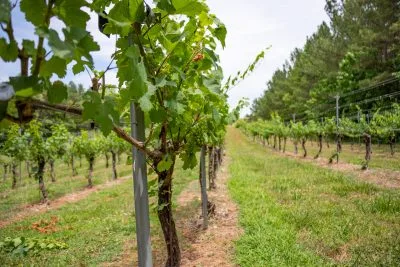 Mountain Brook Vineyards - Foods & Beverages products | United States