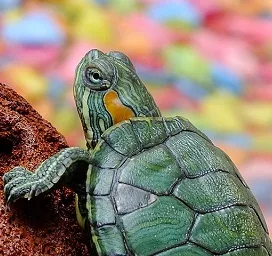Beecroft Bird & Exotics Veterinary Clinic - Others & Miscellaneous products | Singapore