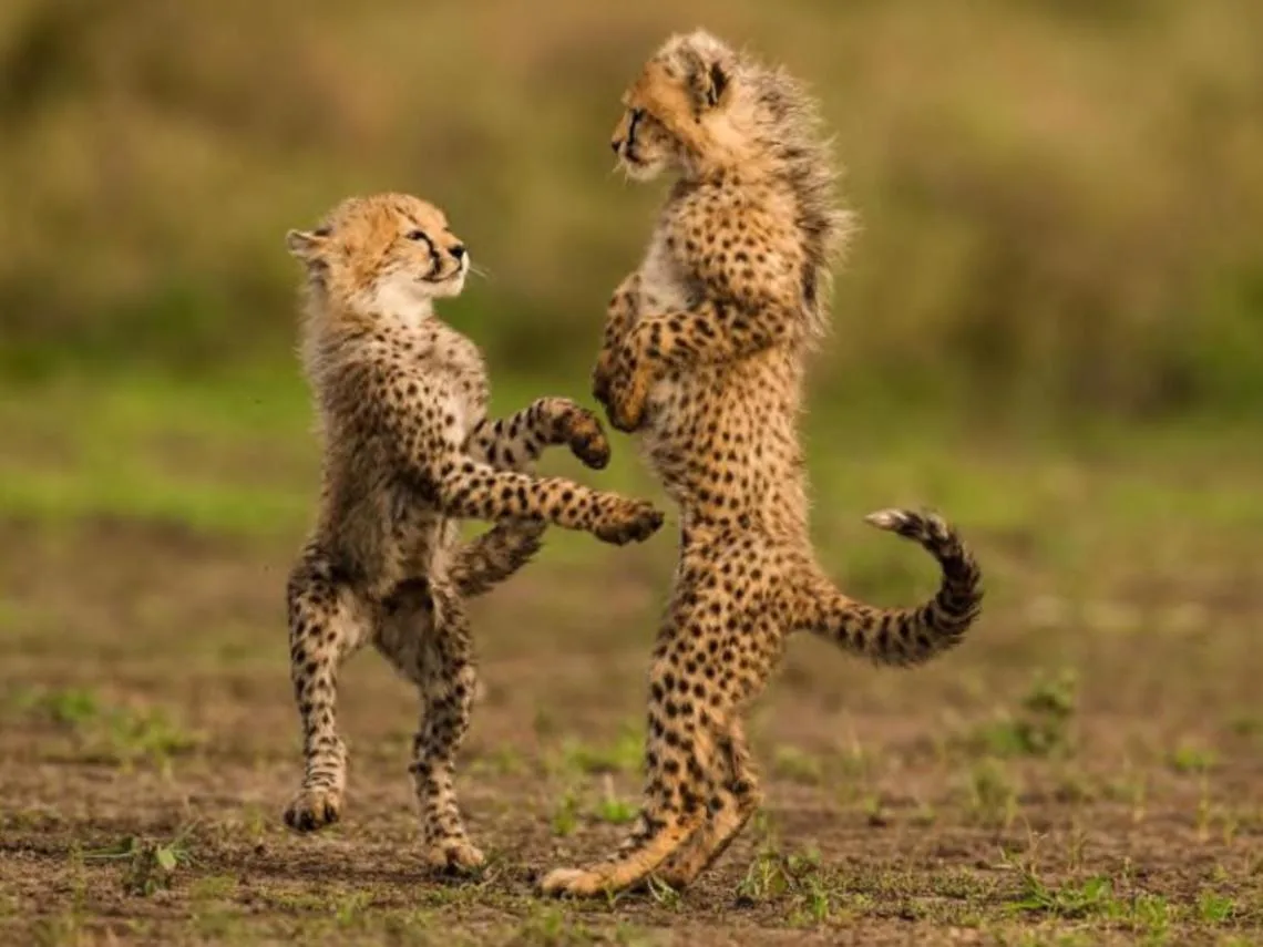 Katikati Tours and Safaris - Others & Miscellaneous products | Tanzania