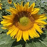 Hebei Shuangxing Seeds Co., Ltd - Agriculture products | China