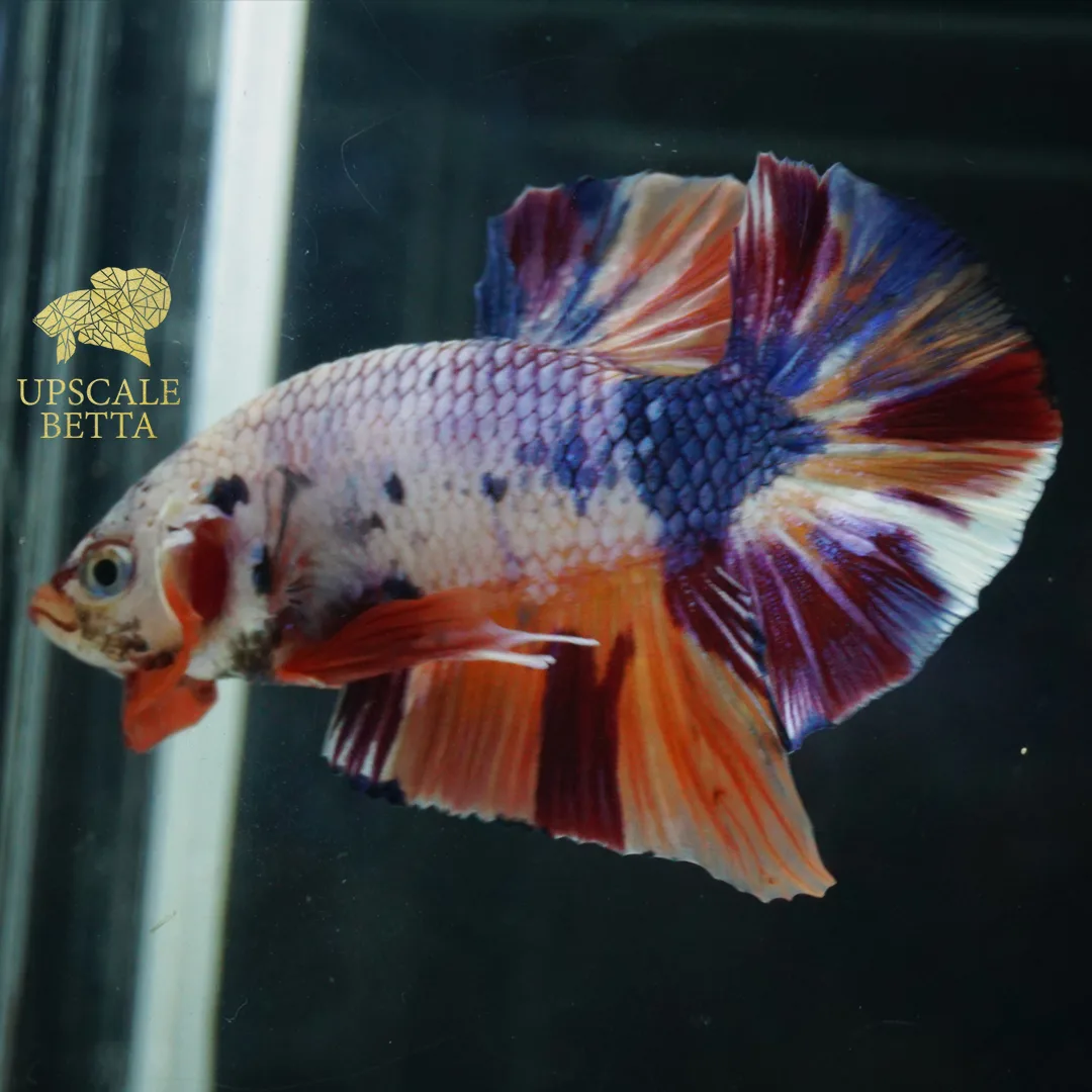 Upscale Betta - Others & Miscellaneous products | Indonesia