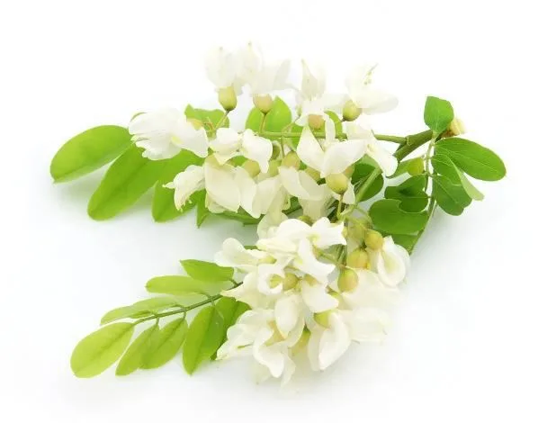 Shaanxi Kingsci Biotechnology Co., Ltd. - Foods & Beverages products | China