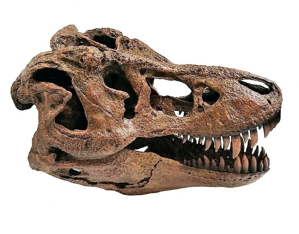 Rocksolid Fossils - Crafts, Gifts & Toys products | United States