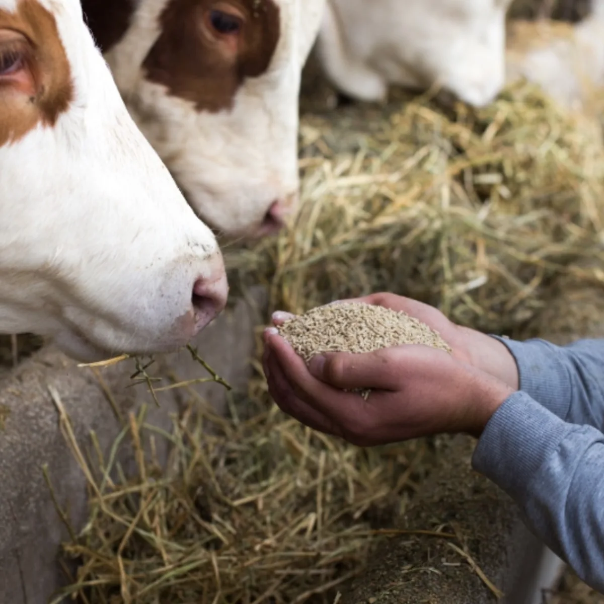 Archer Daniels Midland - Agriculture products | United States