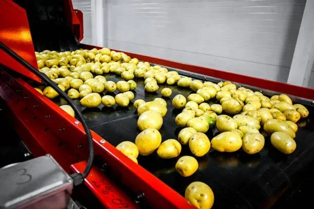 Netherlands Potato Suppliers - Agriculture products | Netherlands