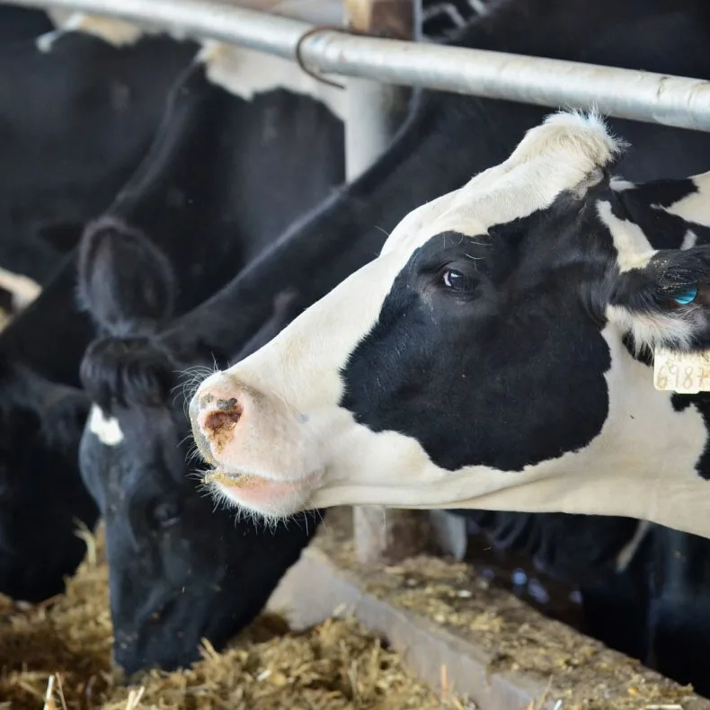 Godrej Agrovet Limited - Agriculture products | India