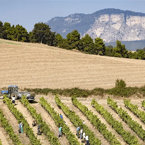 Aroa Bodegas - Foods & Beverages products | Spain