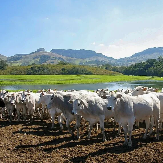 Marfrig Global Foods SA - Foods & Beverages products | Brazil