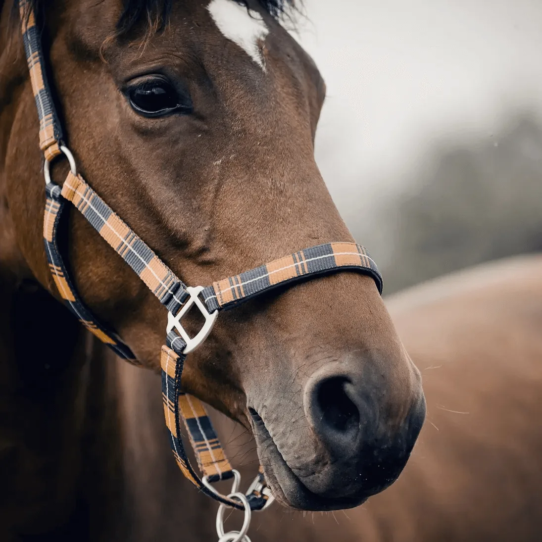 Pegasus Global Horse Transportation, LLC - Automobiles & Transportation products | United States