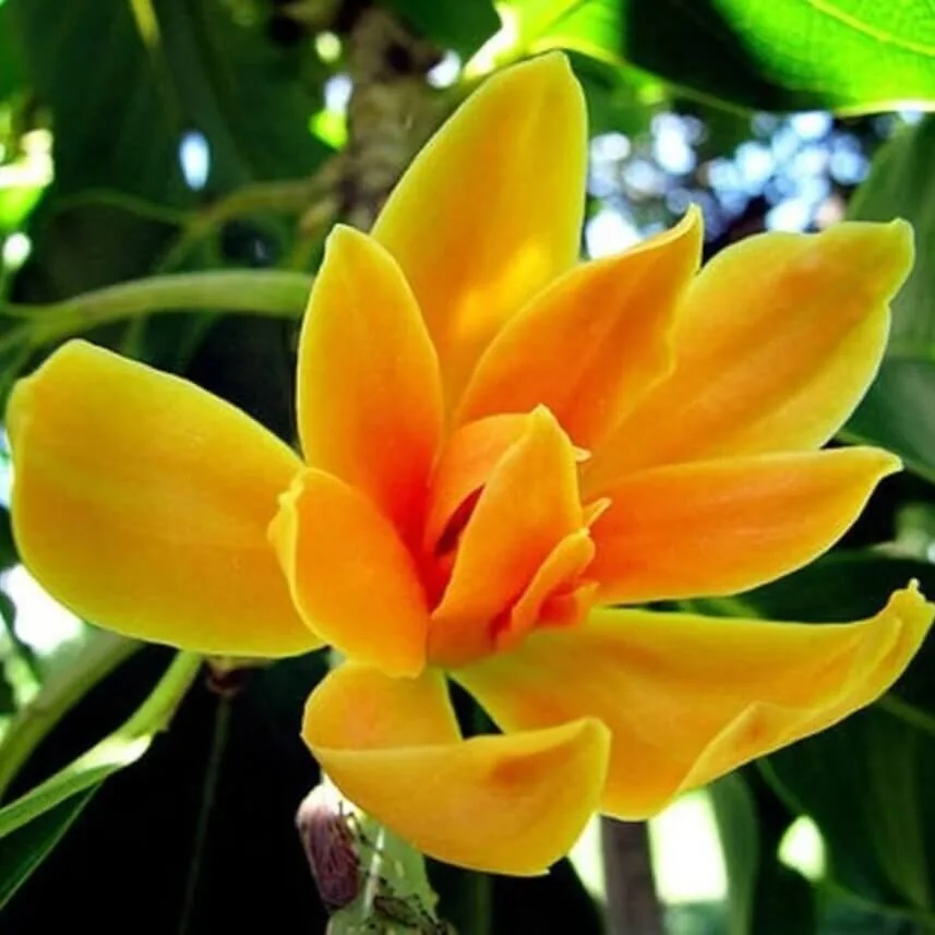 Sai Nursery Pty Ltd - Agriculture products | Australia