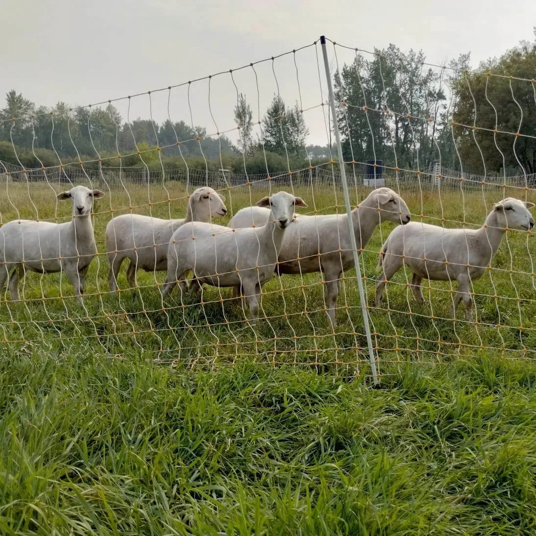 Sunrise Meadows Farm - Agriculture products | Canada