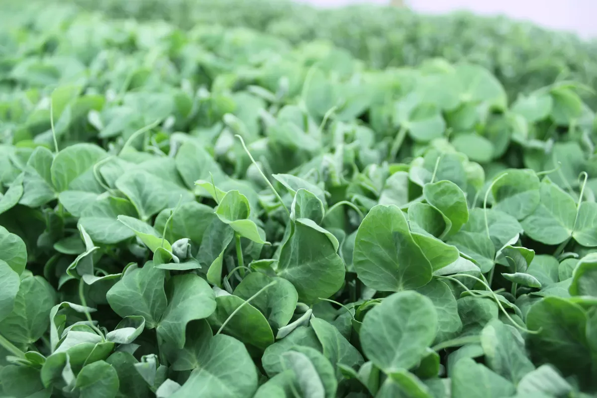 Barnston Island Herbs - Foods & Beverages products | Canada