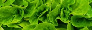 Veganic Nature, S.L. - Agriculture products | Spain