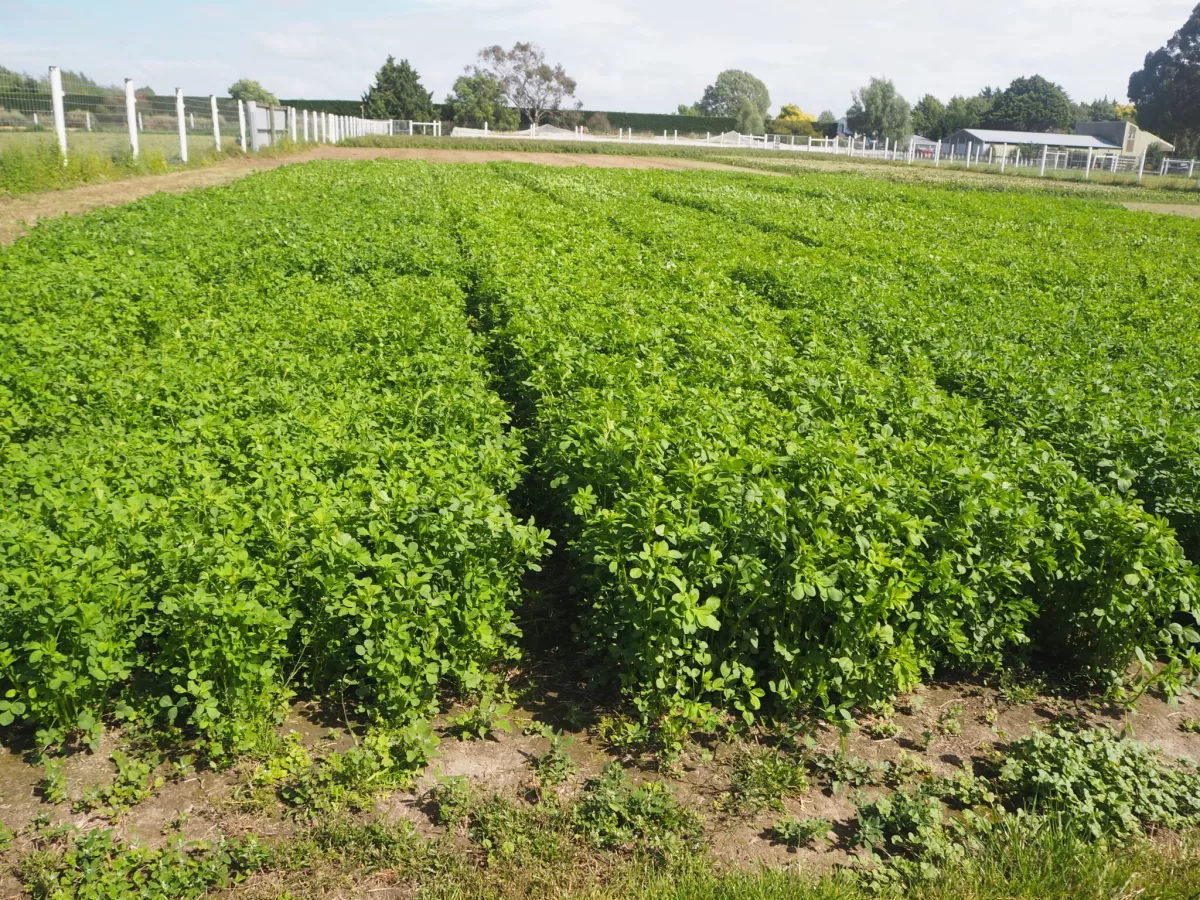 Specialty Seeds - Agriculture products | New Zealand