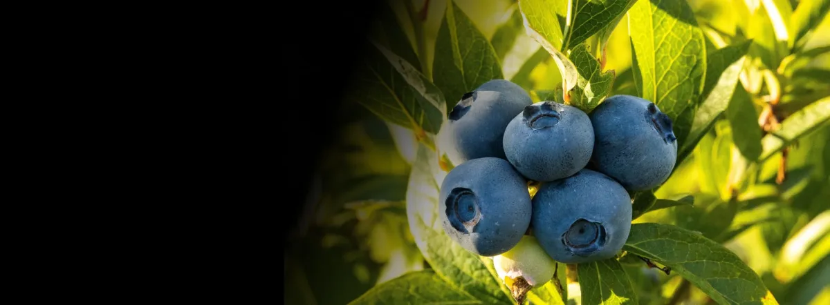 Rovensa Next - Agriculture products | Spain