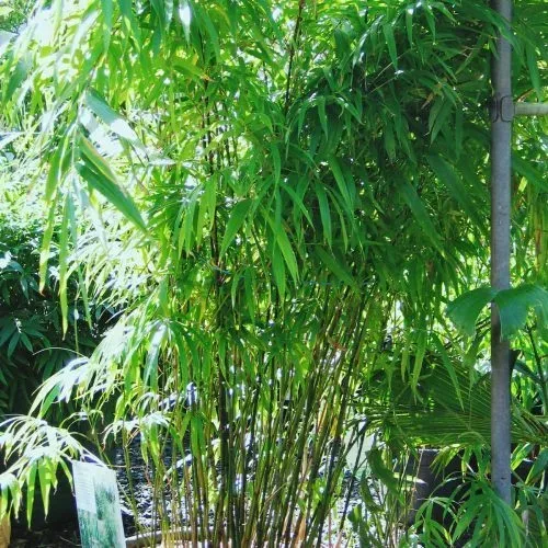Bamboo Plus - Household products | Australia