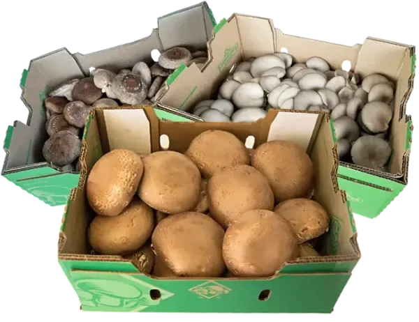 Farmers Fresh Mushrooms - Agriculture products | Canada