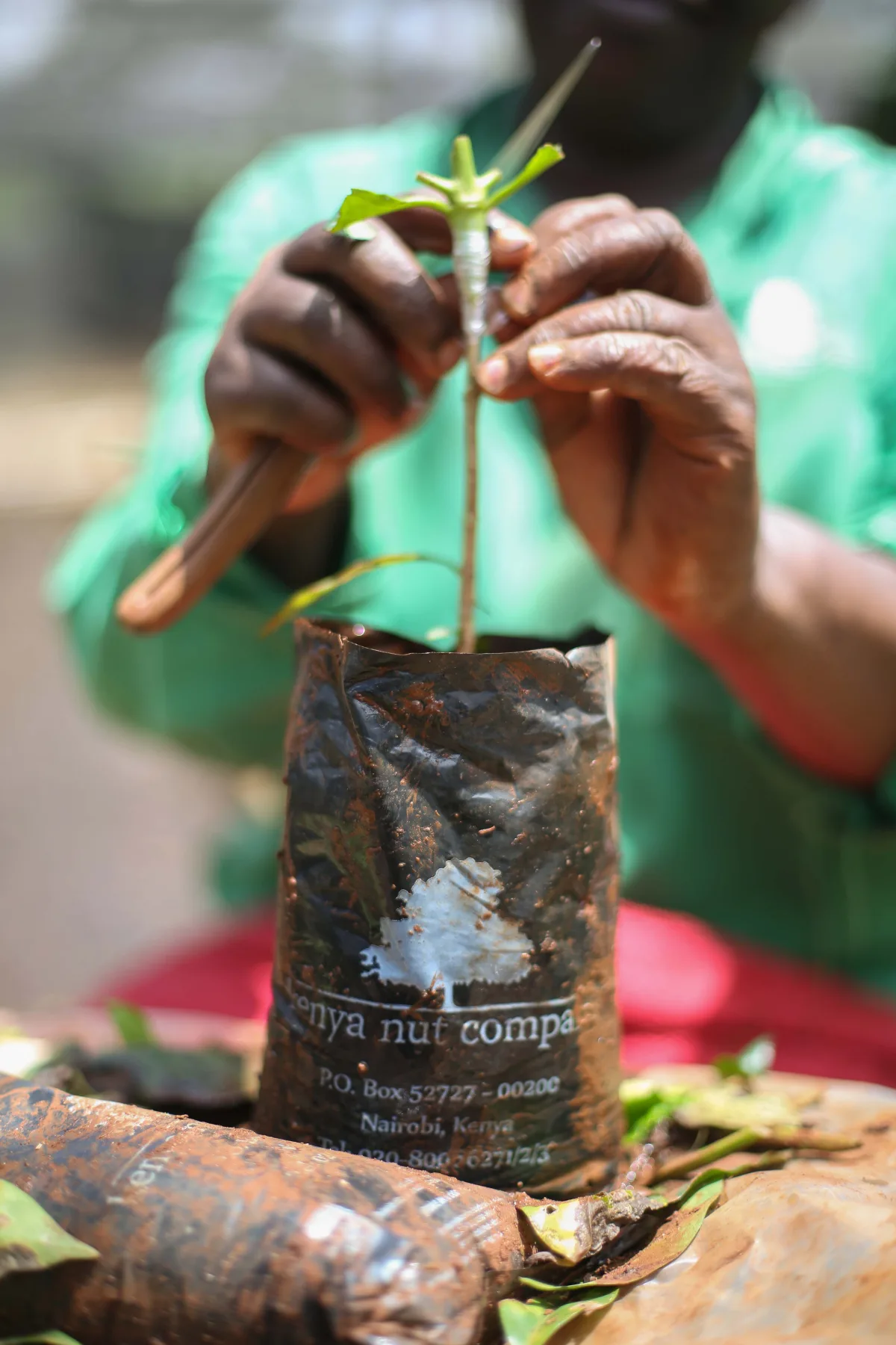 Kenya Nut Company - Foods & Beverages products | Kenya