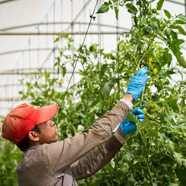 Al Dahra Holding LLC - Agriculture products | United Arab Emirates