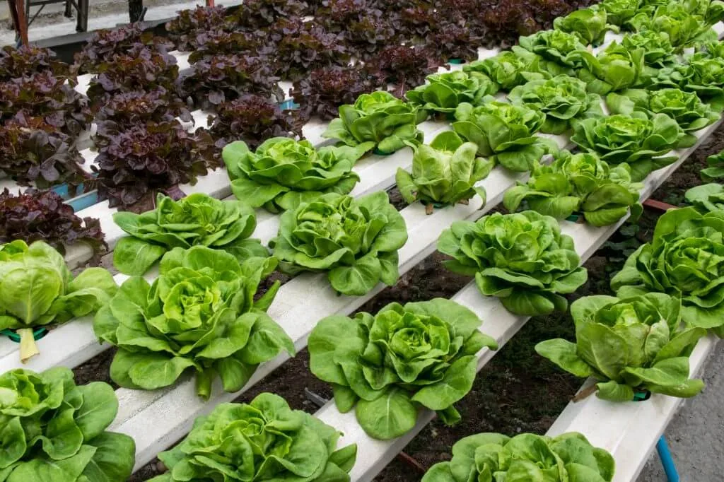 EZ-Gro Inc - Agriculture products | Canada