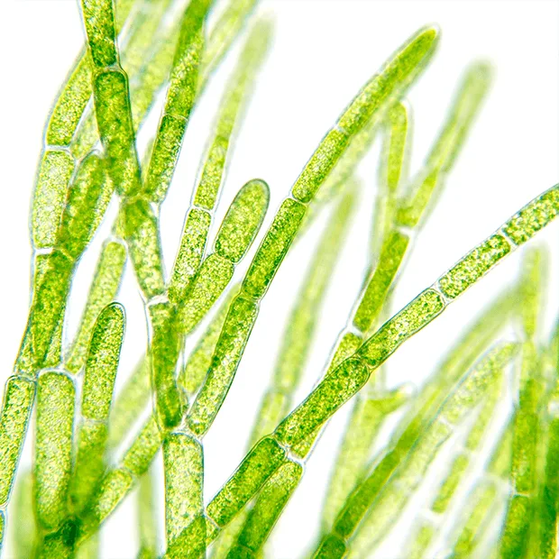 Futureco Bioscience S.A. - Agriculture products | Spain