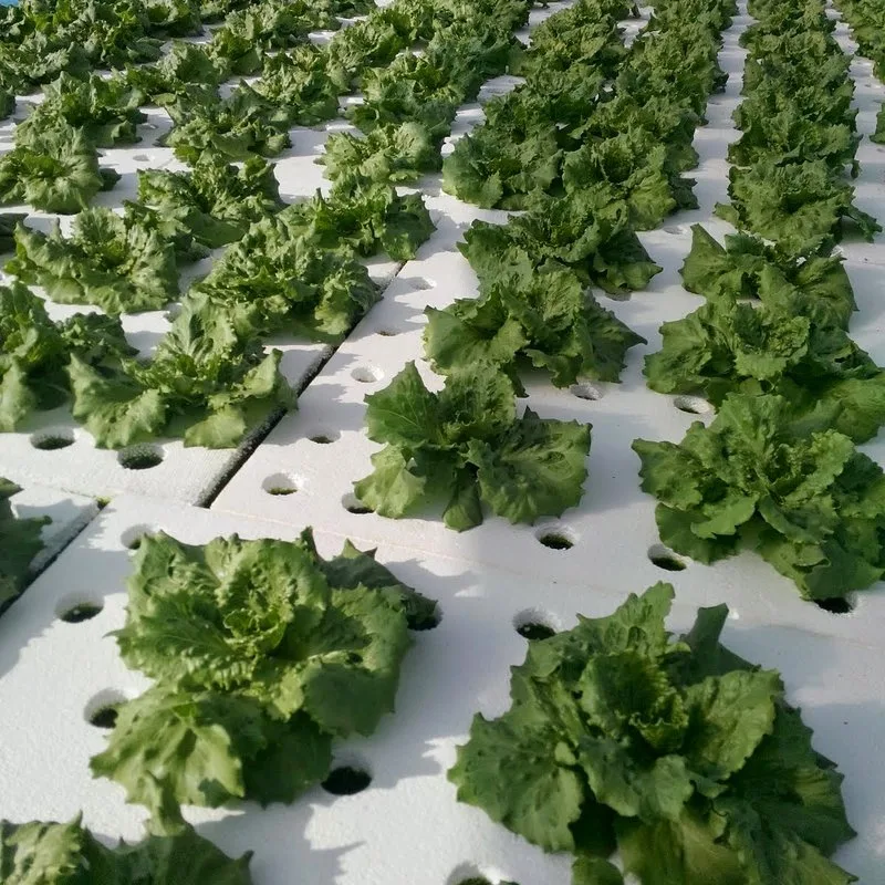 Bioplant Agriculture - Agriculture products | Türkiye