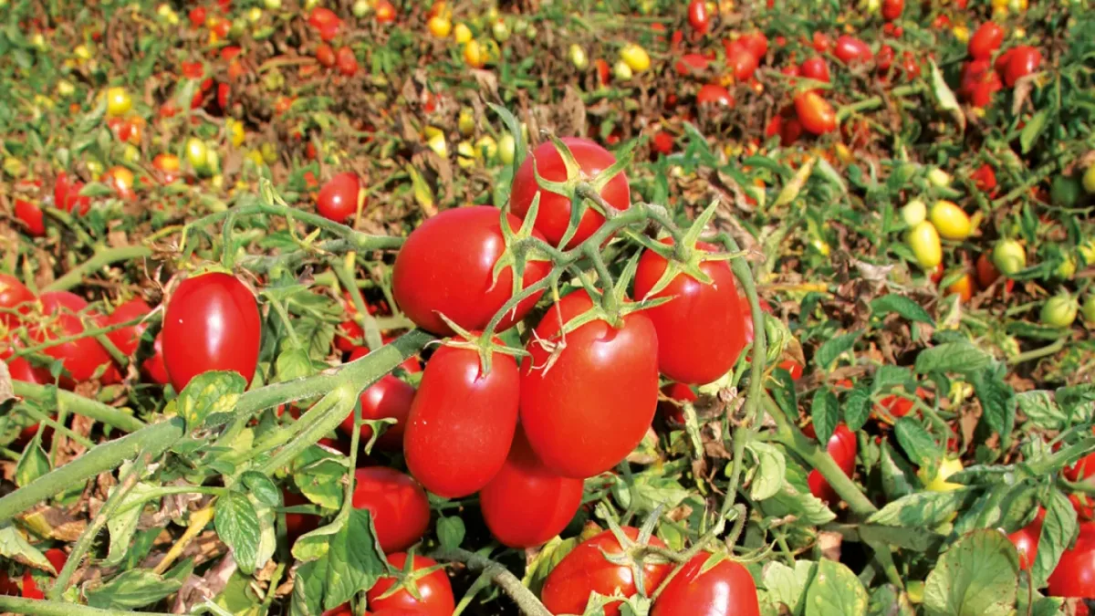 Biolchim S.p.A. - Agriculture products | Italy