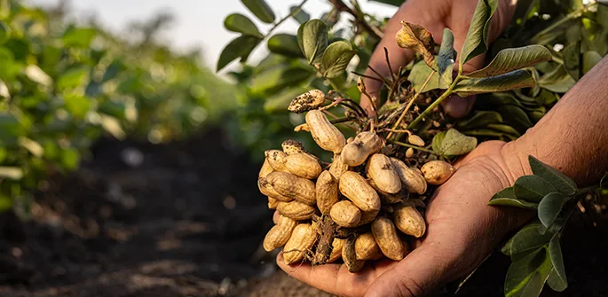 Lallemand Plant Care - Agriculture products | Canada