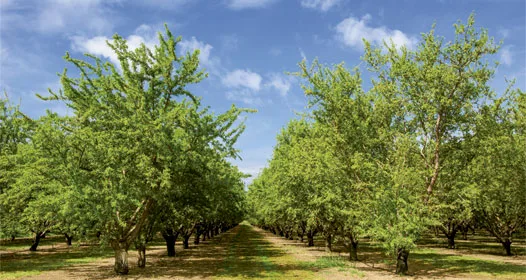 Desarrollo Agrícola y Minero, S.A. - Agriculture products | Spain