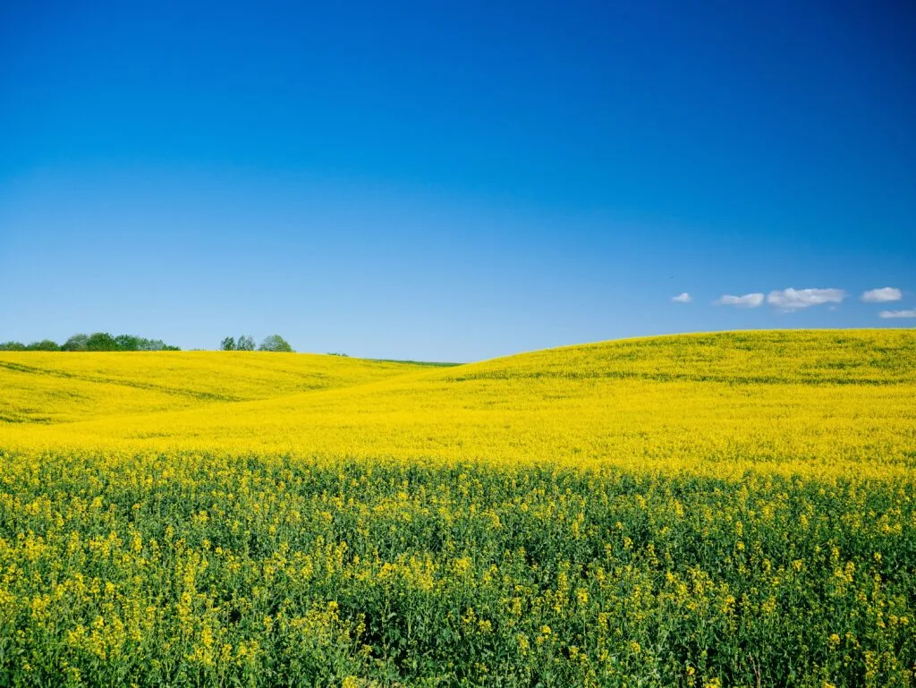 Agrauxine by Lesaffre - Agriculture products | France