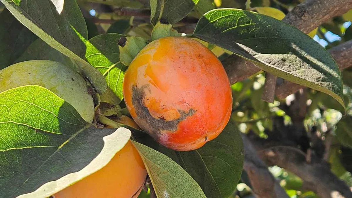 Seipasa S.A - Agriculture products | Spain