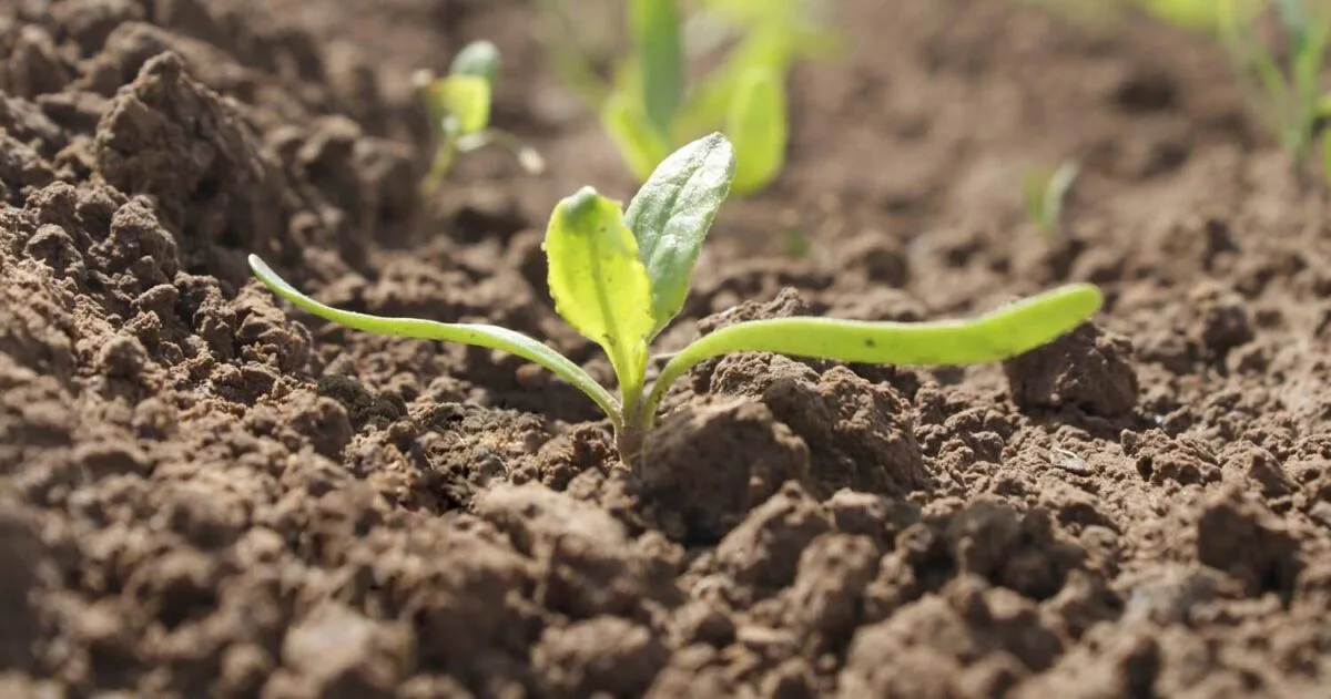 SESVanderHave NV - Agriculture products | Belgium