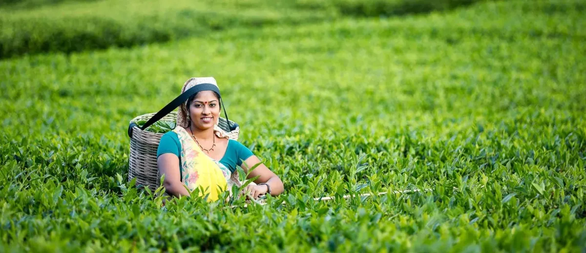 Millennium Teas (Pvt) Ltd - Foods & Beverages products | Sri Lanka